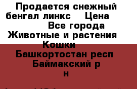 Продается снежный бенгал(линкс) › Цена ­ 25 000 - Все города Животные и растения » Кошки   . Башкортостан респ.,Баймакский р-н